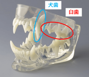 犬歯　臼歯