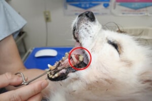 犬　顎骨折