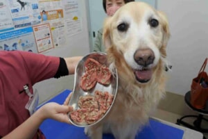 犬　お手玉　誤飲