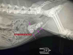 犬　ストルバイト結石　レントゲン