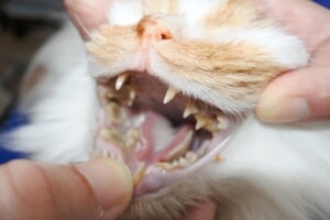猫　歯周病