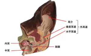 耳　模型