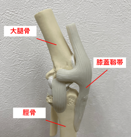 膝関節外科の “ 失敗しない ” ためのテクニック イヌの膝蓋骨脱臼の外科治療 膝関節外科の “ 失敗しない ” ためのテクニック『 イヌの膝蓋骨