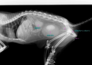 猫尿道結石重度レントゲン