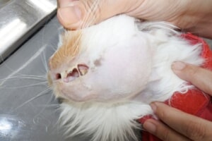 猫　歯周病3