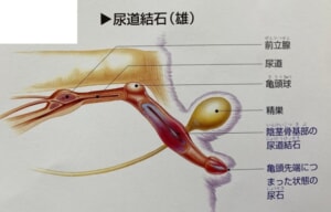 猫尿道結石　イメージ図