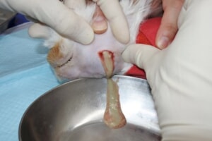 猫　歯周病5