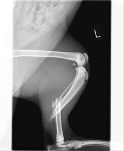 猫　脛腓骨粉砕骨折　レントゲン