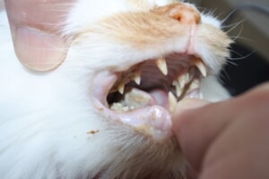 猫　歯周病2