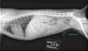 犬　シュウ酸カルシウム　レントゲン2