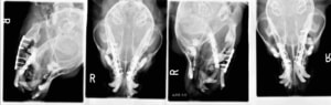 犬　顎骨折　術後レントゲン