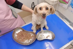 犬　アップルウォッチ　誤飲