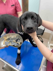 犬　靴下　誤飲