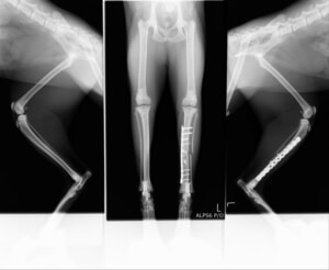 猫　脛腓骨粉砕骨折　術後レントゲン